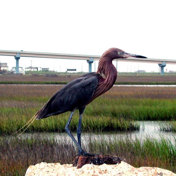 Surfside Beach Bird and Butterfly Trail    - Webpage Image