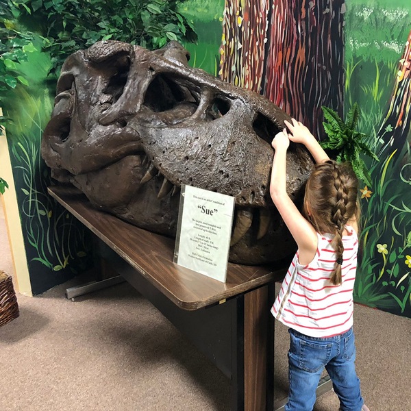 The famous Tyrannosaurus rex, "Sue," whose discovery was near Lemmon, made headlines around the world.