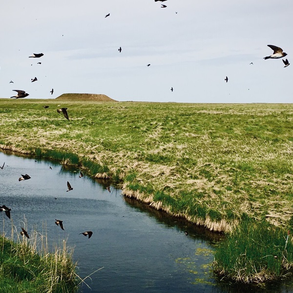Shadehill Reservoir lies along the Central Plains migratory flyway, making it a vital rest stop for over 250 bird species during their annual journeys.