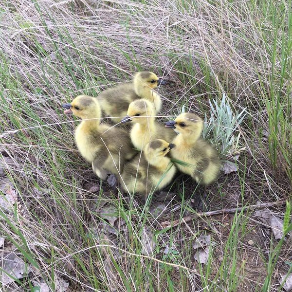 Shadehill Reservoir has a reputation for attracting rare and unexpected species as well as local year-round birds.