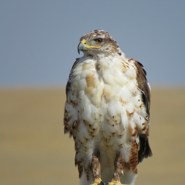 Huntley Meadows has a reputation for attracting rare and unexpected species, including the elusive Ferruginous Hawk. 