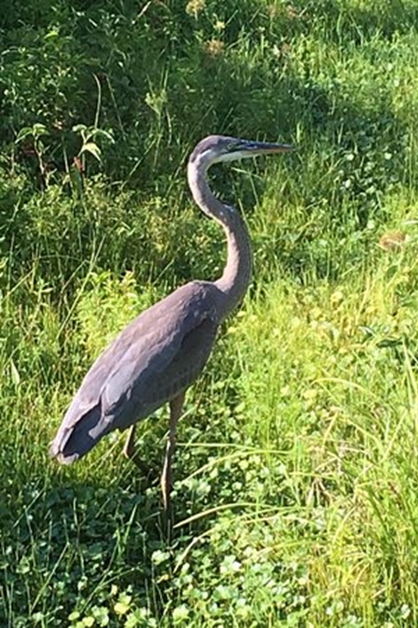 Huntly Meadows  - Display Image