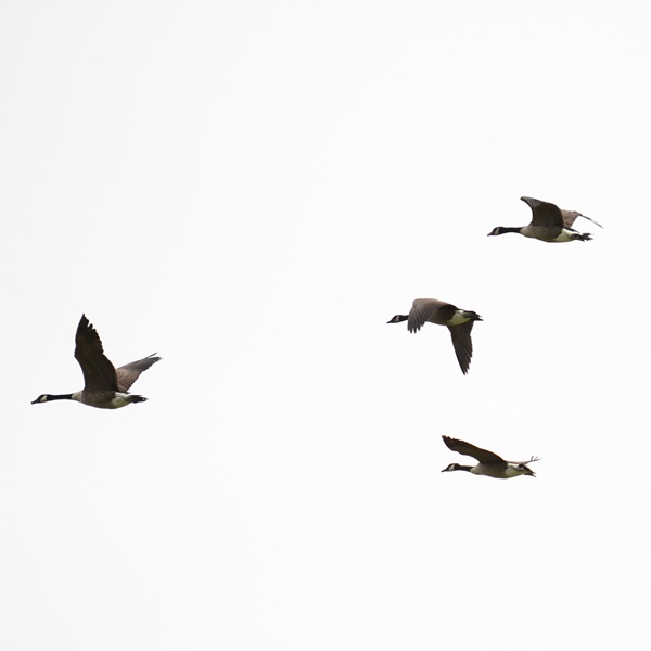 Birdseye sits along a crucial migration corridor, making it a magnet for diverse species during spring and fall. 