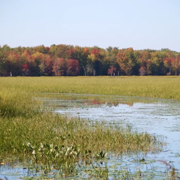 Visitors can scan the trees for unexpected nuthatchs, or the marshes for elusive Sora rails and Virginia Rails. 
