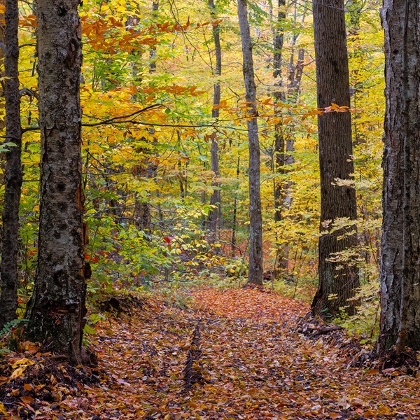Whether a seasoned birder or a curious beginner, Birdseye offers trails to suit every need. 