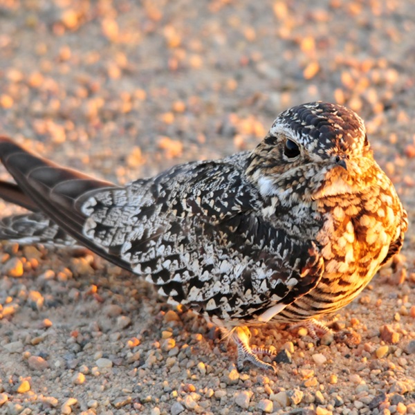Bird's Eye Wildlife Management Area   - Webpage Image
