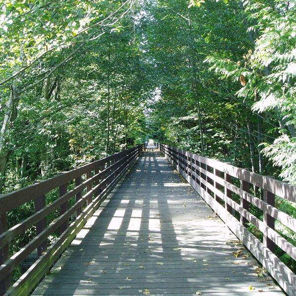 The iconic Railroad Bridge, once used to transport trains across the Dungeness River, makes a great spot for observing a dazzling array of avian residents and visitors. 
