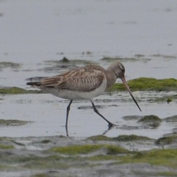 Dungeness River is a crucial stopover point for the iconic Bar-tailed Godwit, a long-distance migratory shorebird that flies from New Zealand to Alaska every year. 