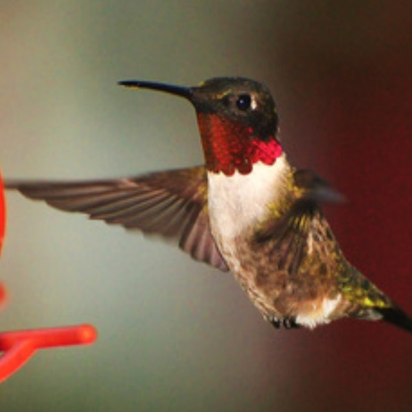 The Ruby-throated Hummingbird is the only Hummingbird species that regularly visits Lake Holcombe, where it nests each year before migrating south. 