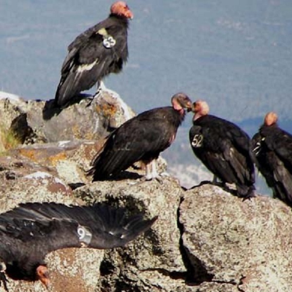 Once considered almost extinct, there are now roughly 70 condors living wild in or near Zion National Park thanks to an active breeding program since 1982.