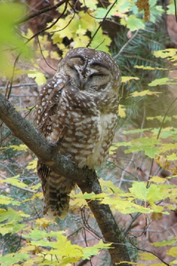 Zion Nature Center - Display Image