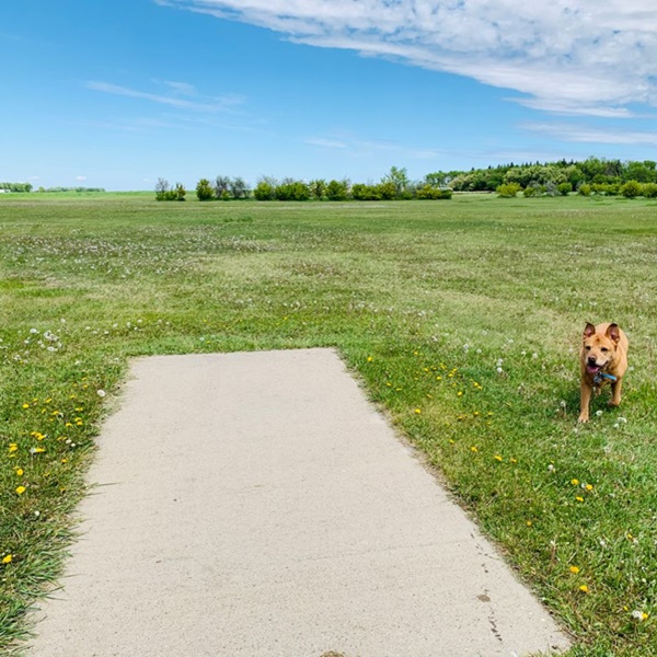 The park's natural beauty, including mature trees, rolling hills, and scenic vistas, provides an idyllic setting for a round of disc golf. 