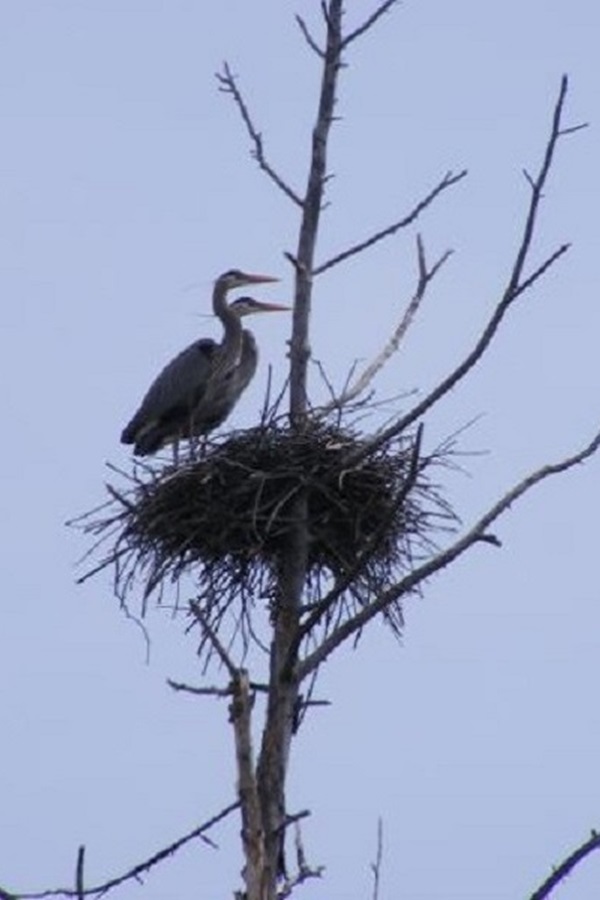 Lake Holcombe Resort and Business Association  - Display Image
