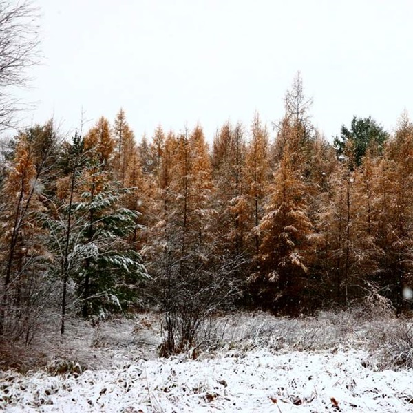 Lake Holcombe Resort and Business Association  - Webpage Image