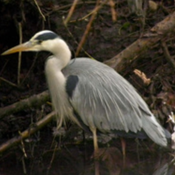There are two rookeries in the Holcombe area, making it possible to view Great Blue Herons nesting. 