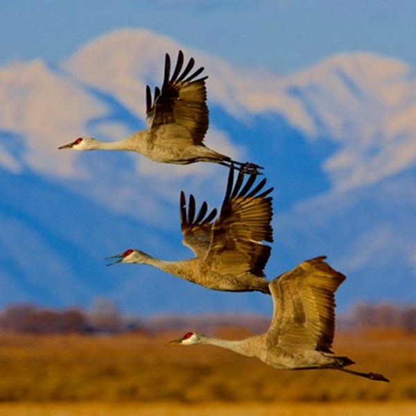 Rio Grande County Tourism  - Webpage Image
