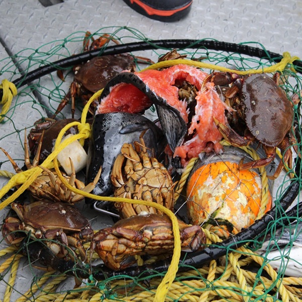 Experience One Fishing Charters takes advantage of Ketchikan's prime location along the Inside Passage, where nutrient-rich waters attract abundant populations of salmon, halibut, lingcod, and more. 