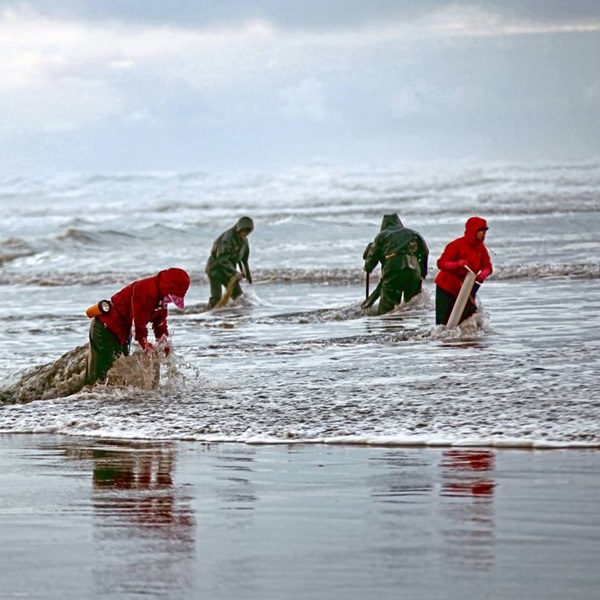 One of the highlights of the festival is the clam digging contests, where participants compete to see who can dig up the most razor clams in a given time period. 
