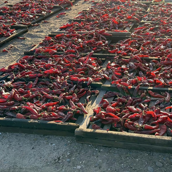 Known for its unique flavor and heat, the festival celebrates the famous Hatch green chile, which is grown exclusively in the fertile valleys surrounding the town of Hatch. 
