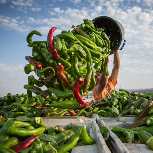 Hatch Chile Festival - Webpage Image