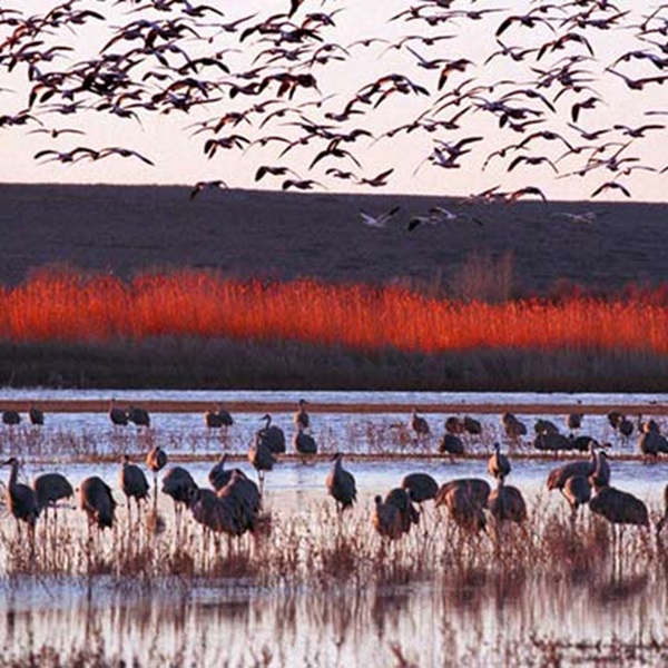 The Bosque del Apache National Wildlife Refuge is a haven for birdwatchers and nature enthusiasts. The refuge is home to thousands of migratory birds, including sandhill cranes, snow geese, and bald eagles. 