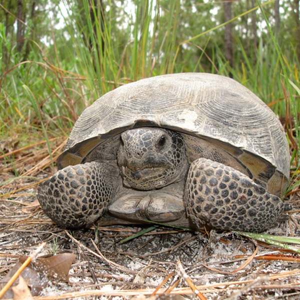 Myakkahatchee Creek Environmental Park is also a great spot for bird watching, exploring wildlife, picnicking, and kayaking along the creek. 