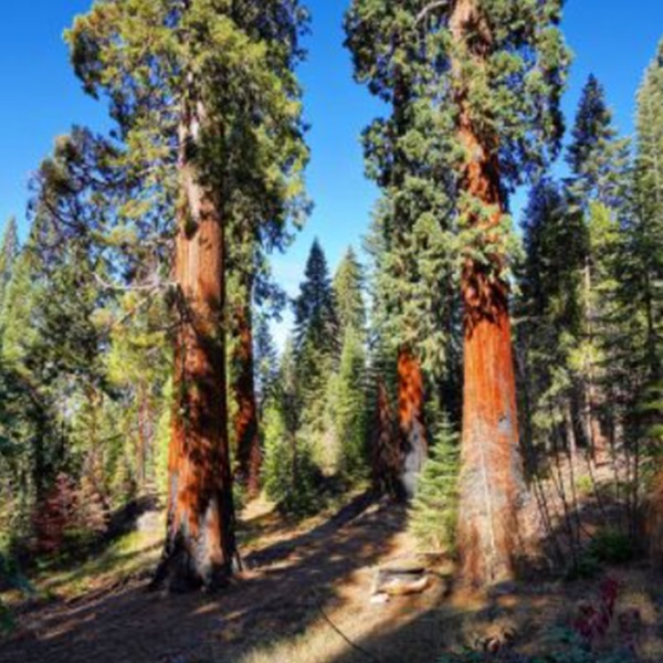 Sequoia National Forest is located near Porterville and presents outdoor activities, as well as access to the famous giant sequoia trees, beautiful waterfalls, and scenic trails. 
