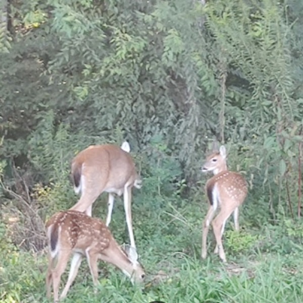 The rural setting of Dora provides ample opportunities for outdoor activities like hiking, bird watching, and nature walks in the surrounding countryside.  