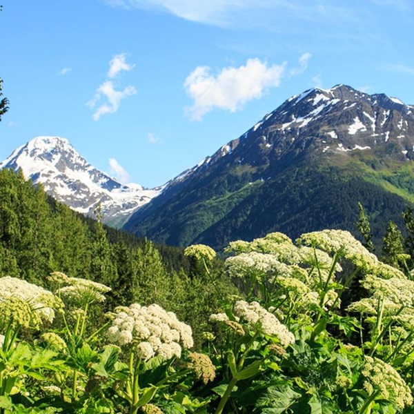 Girdwood is a gateway to numerous hiking trails, including the Crow Pass Trail, which offers stunning views of glaciers, waterfalls, and wildlife. 