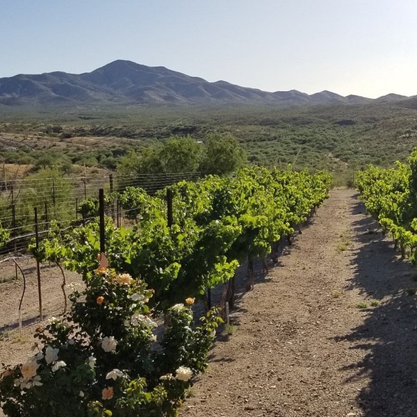 Visitors can enjoy wine tastings and tours of local vineyards, experiencing the unique terroir of southern Arizona. 