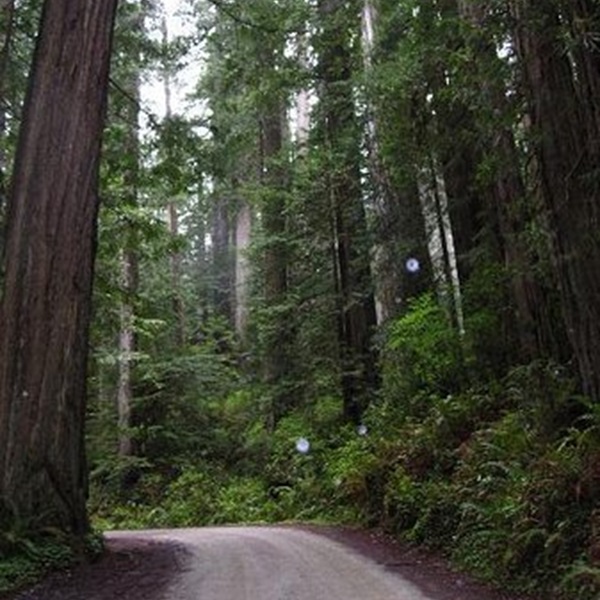 Howland Hill Road offers a quiet, peaceful ride, with limited vehicle traffic, especially during off-peak seasons. 