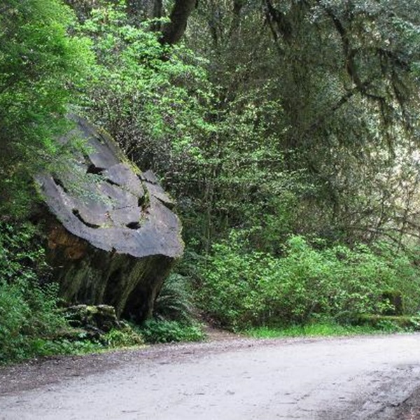Cyclists will pass through ancient redwood groves on an old stagecoach road, with giant redwoods, dense forests, and lush ferns. 