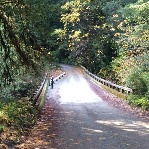Several hiking trails, like the Boy Scout Tree Trail, are accessible from Howland Hill Road, providing opportunities for cyclists to explore on foot. 