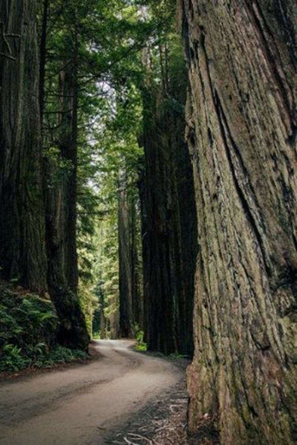 Jedediah Smith Redwoods State Park  - Display Image