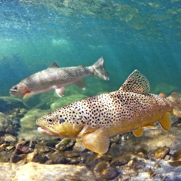 The river is famous for its world-class steelhead and salmon fishing, with large runs of Chinook salmon in the fall and winter steelhead. 
