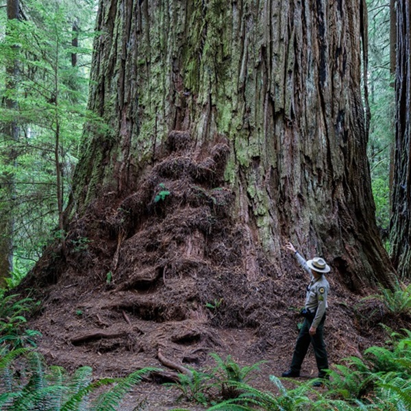 The Grove of Titans is home to some of the largest and oldest coast redwoods in the world, including trees that are over 300 feet tall and more than 1,000 years old. 