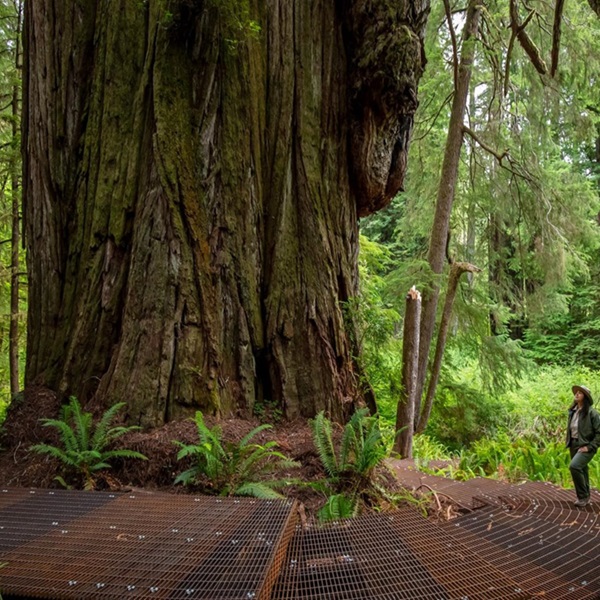 For years, the location of the Grove of Titans was a secret, but it is now accessible to the public through a carefully designed trail that protects the sensitive ecosystem. 