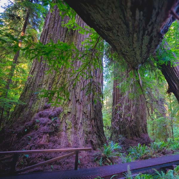 A boardwalk allows visitors to hike through the grove without damaging the forest floor, preserving the habitat while providing an up-close view of the towering redwoods. 