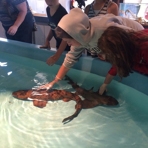 The facility provides opportunities for up-close encounters with marine animals such as sharks, allowing visitors to learn more about their habits and habitats. 
