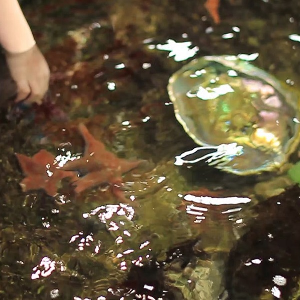 Visitors can experience hands-on learning at the touch pools, where they can gently interact with starfish, sea urchins, and other marine invertebrates. 