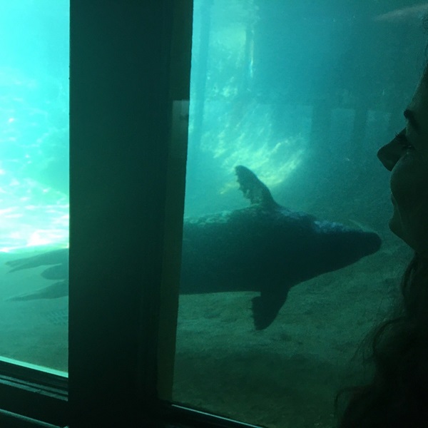 Ocean World features a variety of marine life exhibits showcasing local sea creatures, including sharks, rays, sea turtles, and various species of fish.