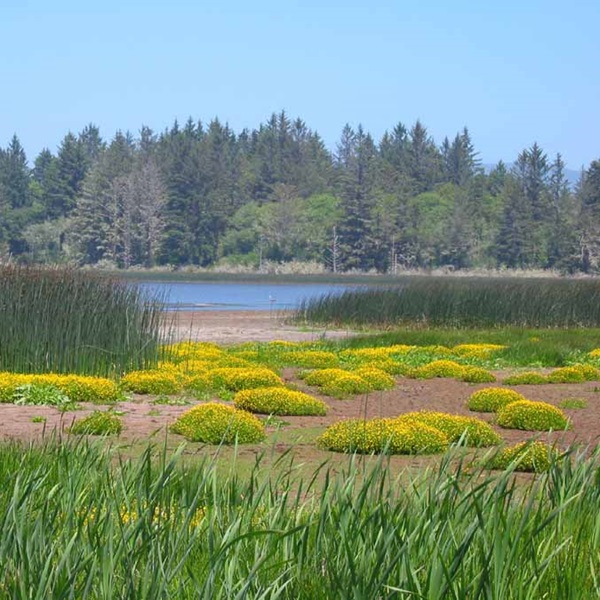 The Lake Earl Wildlife Area encompasses a variety of habitats, including wetlands, tidal estuaries, and upland areas, providing a rich environment for diverse wildlife. 