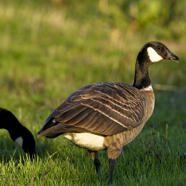 This area is renowned for bird-watching opportunities and visitors can observe a wide range of bird species, including migratory waterfowl, such as the Aleutian Goose. 