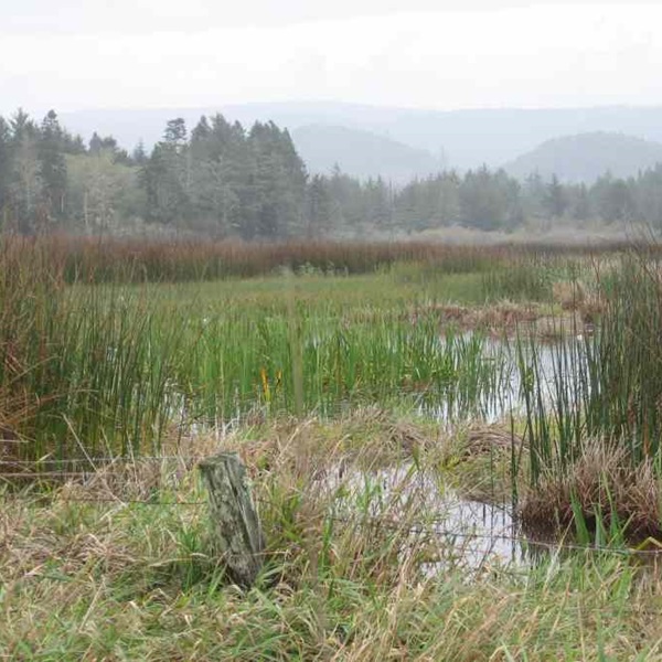 There are several trails around the wildlife area for hiking and nature walks, allowing visitors to enjoy the natural beauty and tranquility of the surroundings. 