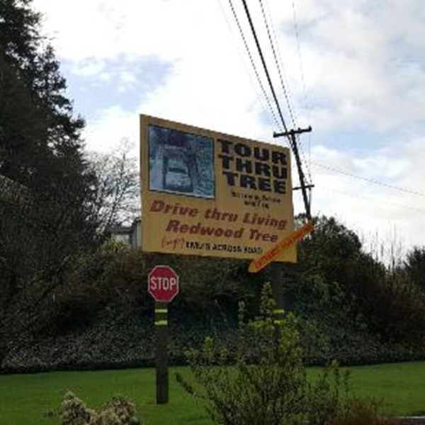 The Tour Thru Tree is one of the few remaining drive-through trees in California, representing a classic roadside attraction from the early days of car travel. 