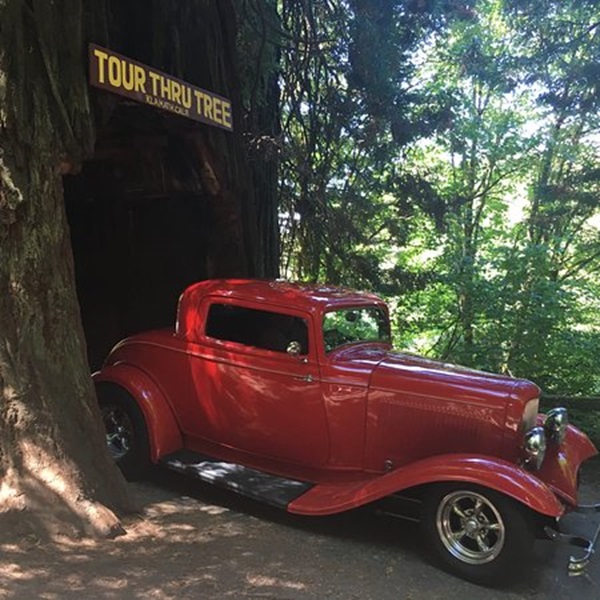 Visitors can drive their vehicle through a tunnel carved into a living giant redwood tree, offering a unique and memorable experience. 
