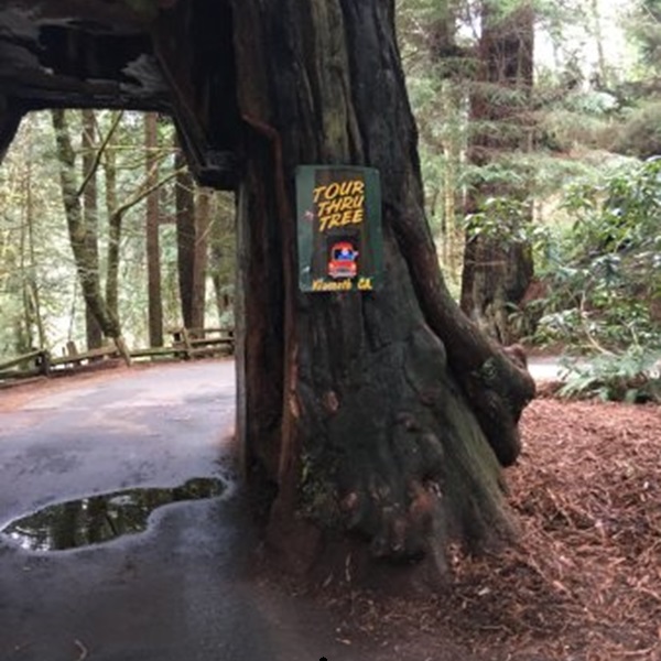 Set amidst the towering redwoods, offering a serene and majestic natural environment to enjoy before or after driving through the tree. 
