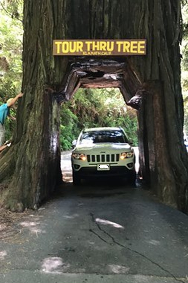 Tour Thru Tree   - Display Image