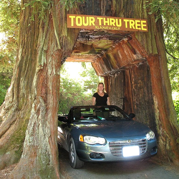 Tour Thru Tree   - Webpage Image