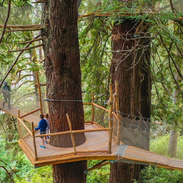 A self-guided tour through the redwood forest with interpretive signs providing information about the flora, fauna, and history of the area. 